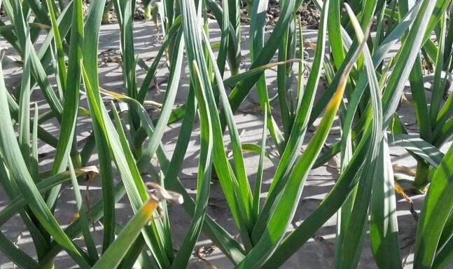 新蒜什么时候上市？几月份成熟收获？