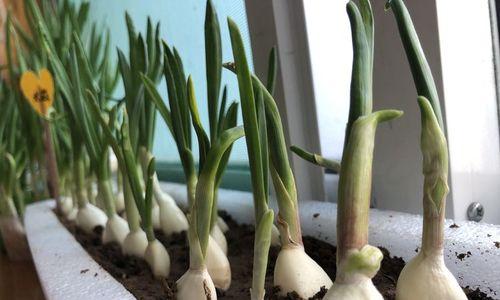 新蒜什么时候上市？几月份成熟收获？