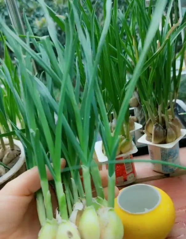 新蒜什么时候上市？几月份成熟收获？