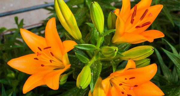 金百合花（探寻金百合花的花语与寓意）