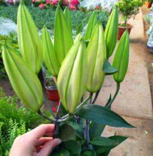 金百合花（探寻金百合花的花语与寓意）