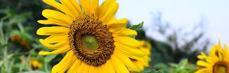 向日葵（探寻向日葵的美与含义）