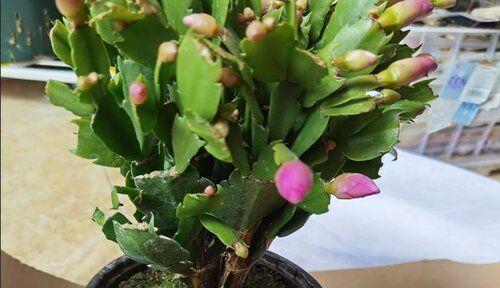 蟹爪兰多久浇水一次？如何正确掌握浇水频率？