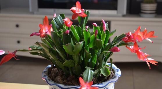 蟹爪兰多久浇水一次？如何正确掌握浇水频率？