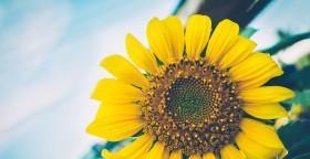向日葵（探寻向日葵的美与含义）
