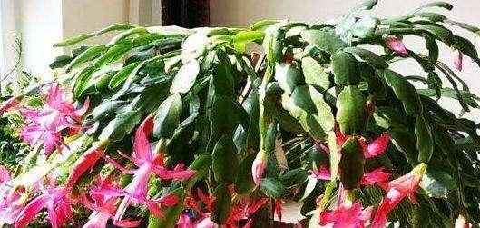 蟹爪兰多久浇水一次？如何正确掌握浇水频率？