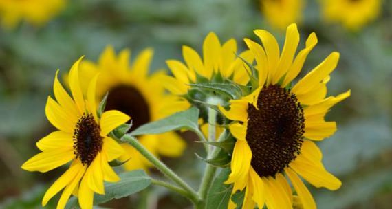 向日葵（探寻向日葵的美与含义）