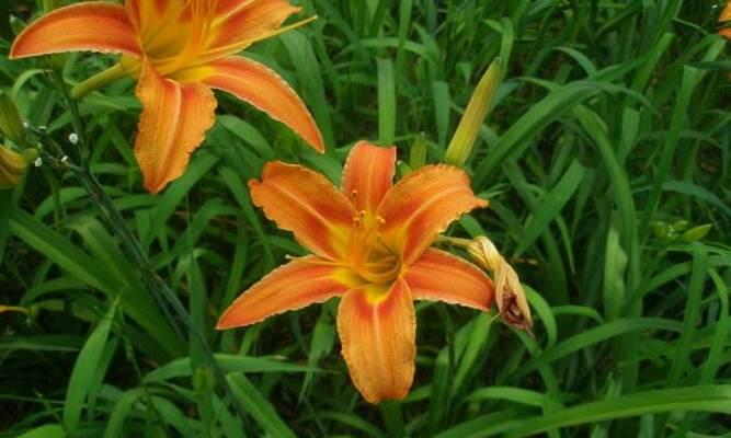 萱草花语与寓意——美丽的含义(深入探索萱草的花语与象征意义) 萱草花语与寓意——美丽的含义(深入探索萱草的花语与象征意义)