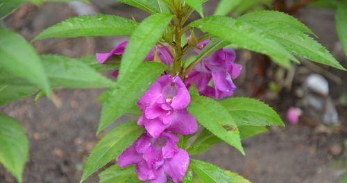 凤仙花通常生长在哪些地方？如何在家中种植凤仙花？