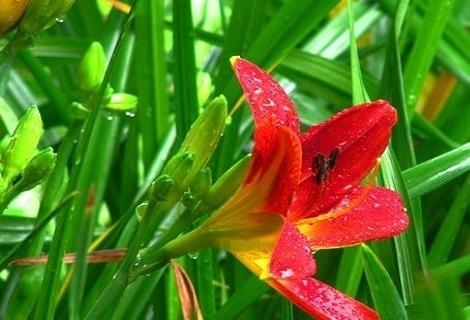 萱草花语与寓意——美丽的含义(深入探索萱草的花语与象征意义) 萱草花语与寓意——美丽的含义(深入探索萱草的花语与象征意义)