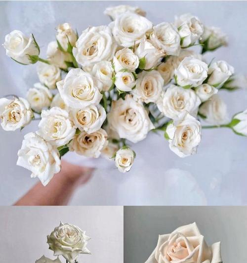 狂欢泡泡玫瑰花语（泡泡玫瑰花语的魅力与意义）