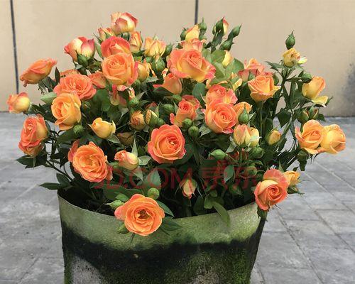 狂欢泡泡玫瑰花语（泡泡玫瑰花语的魅力与意义）