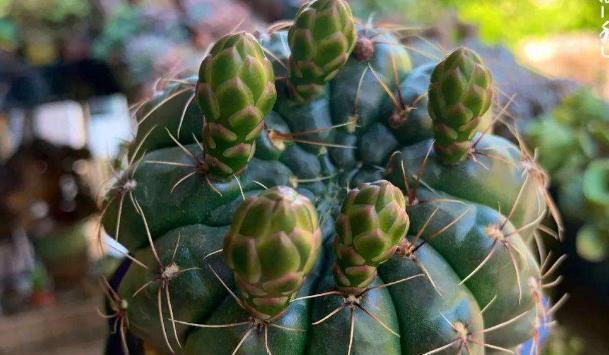 仙人球如何养护才能促进开花?开花多的秘诀是什么? 仙人球如何养护才能促进开花?开花多的秘诀是什么?