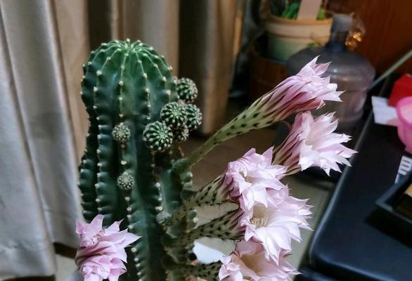 仙人球如何养护才能促进开花?开花多的秘诀是什么? 仙人球如何养护才能促进开花?开花多的秘诀是什么?