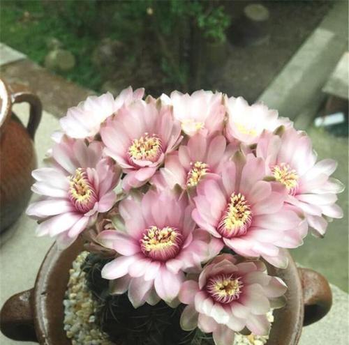 仙人球如何养护才能促进开花?开花多的秘诀是什么? 仙人球如何养护才能促进开花?开花多的秘诀是什么?