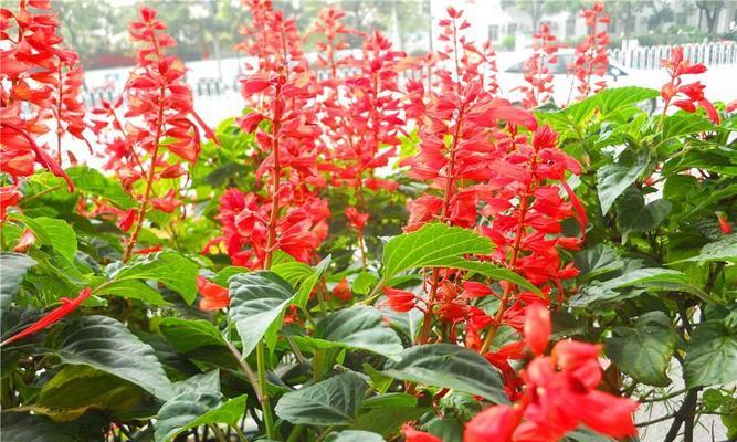 一串红浇水方法是什么？如何正确进行浇水？