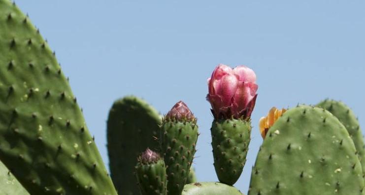 仙人掌开花的神秘预示（揭秘仙人掌开花的意义与象征）