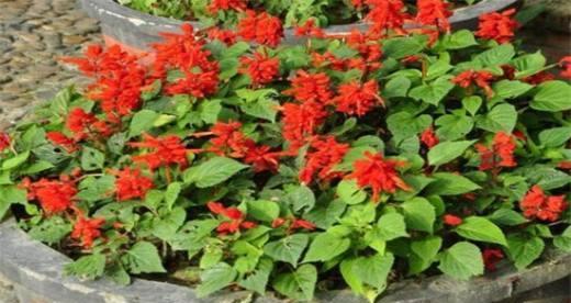 一串红浇水方法是什么？如何正确进行浇水？