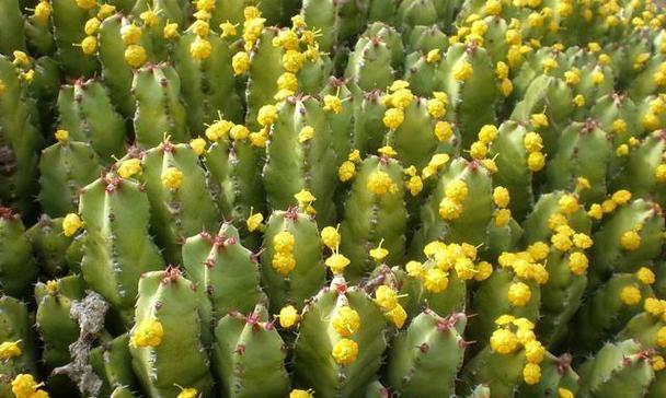 仙人掌开花的神秘预示（揭秘仙人掌开花的意义与象征）