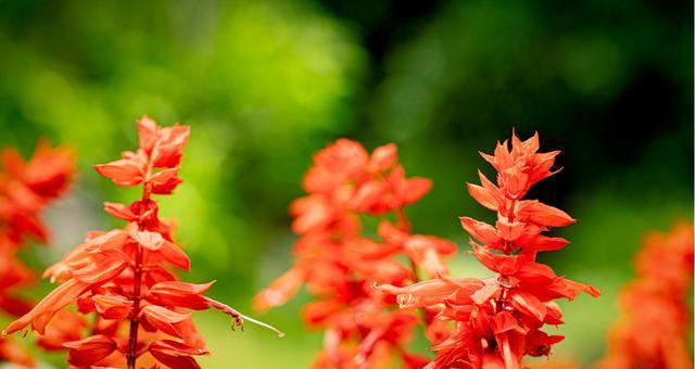 一串红浇水方法是什么？如何正确进行浇水？