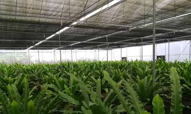 山苏的种植条件是什么？哪些地区最适合种植山苏？