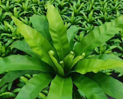 山苏的种植条件是什么？哪些地区最适合种植山苏？