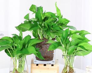 凤眼莲真的能净化空气吗?它吸甲醛的效果如何? 凤眼莲真的能净化空气吗?它吸甲醛的效果如何?