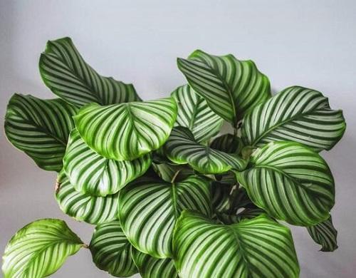 凤眼莲真的能净化空气吗?它吸甲醛的效果如何? 凤眼莲真的能净化空气吗?它吸甲醛的效果如何?