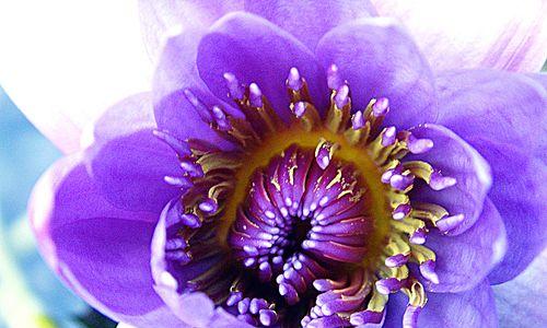 延药睡莲花（唤醒心灵的芳香诗篇）