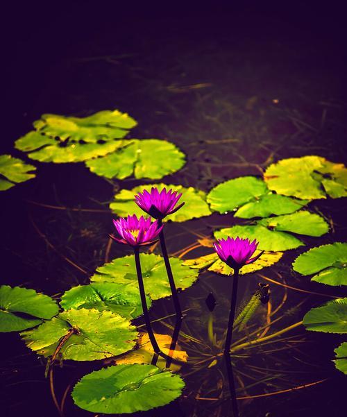 延药睡莲花（唤醒心灵的芳香诗篇）