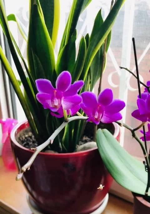 蝴蝶兰的象征与寓意(蝴蝶兰花——美丽与自由的化身) 蝴蝶兰的象征与寓意(蝴蝶兰花——美丽与自由的化身)