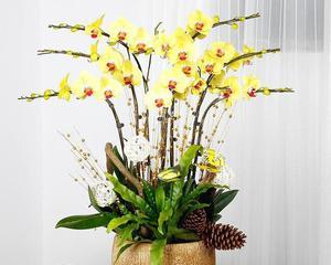 蝴蝶兰的象征与寓意(蝴蝶兰花——美丽与自由的化身) 蝴蝶兰的象征与寓意(蝴蝶兰花——美丽与自由的化身)