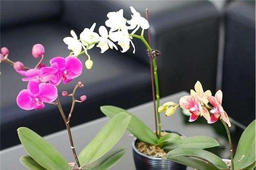 蝴蝶兰的象征与寓意(蝴蝶兰花——美丽与自由的化身) 蝴蝶兰的象征与寓意(蝴蝶兰花——美丽与自由的化身)