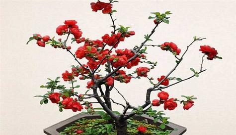 海棠花修剪的最佳时机是什么时候？剪枝后如何促进新芽生长？