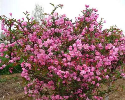 海棠花修剪的最佳时机是什么时候？剪枝后如何促进新芽生长？