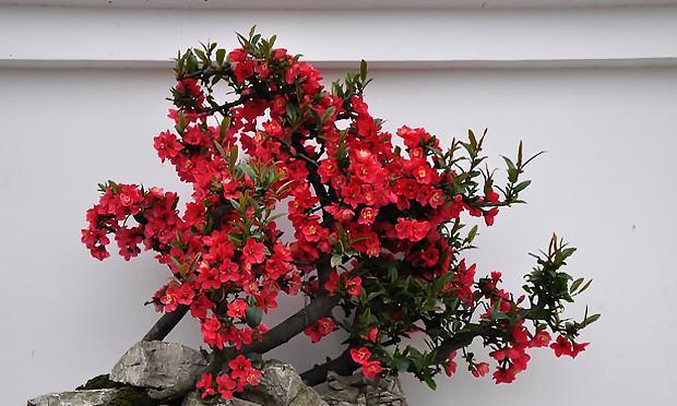 海棠花修剪的最佳时机是什么时候？剪枝后如何促进新芽生长？