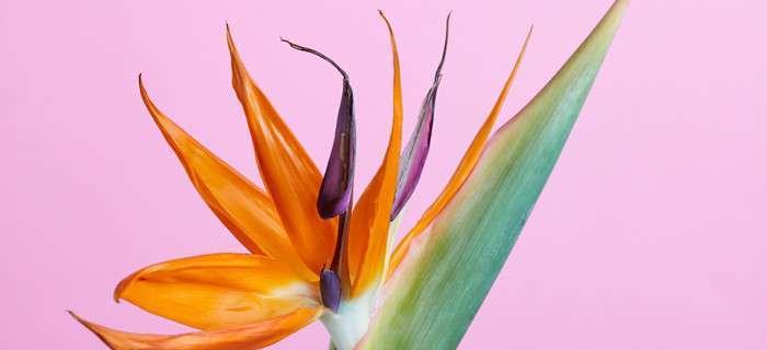 天堂鸟花语与自然的和谐（探寻天堂鸟花语的美丽之谜）