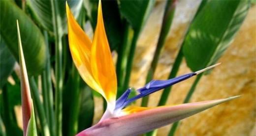 天堂鸟花语与自然的和谐（探寻天堂鸟花语的美丽之谜）