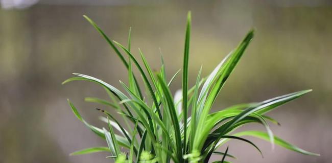 兰草多久浇水一次？如何正确掌握浇水频率？