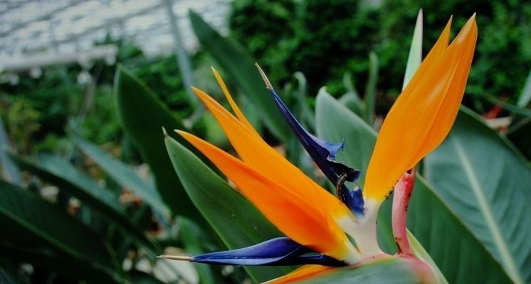 天堂鸟花语与自然的和谐（探寻天堂鸟花语的美丽之谜）