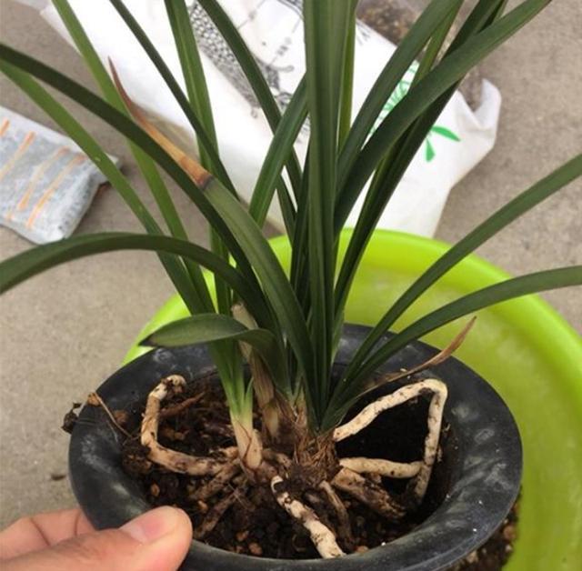 兰草多久浇水一次？如何正确掌握浇水频率？