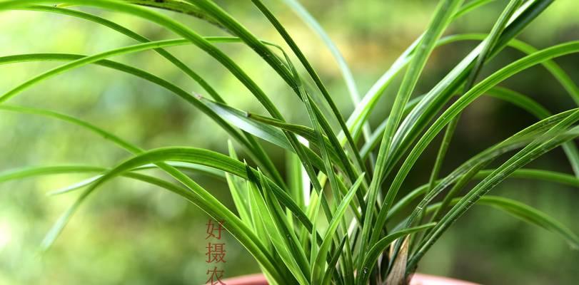 兰草多久浇水一次？如何正确掌握浇水频率？