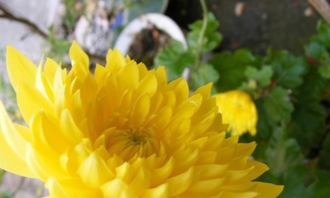 黄菊花的花语与含义(揭示黄菊花所代表的情感与象征) 黄菊花的花语与含义(揭示黄菊花所代表的情感与象征)