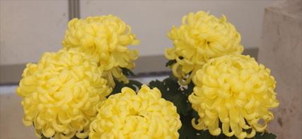 黄菊花的花语与含义(揭示黄菊花所代表的情感与象征) 黄菊花的花语与含义(揭示黄菊花所代表的情感与象征)