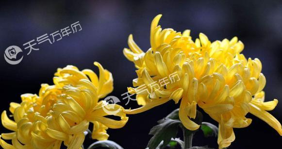 黄菊花的花语与含义(揭示黄菊花所代表的情感与象征) 黄菊花的花语与含义(揭示黄菊花所代表的情感与象征)