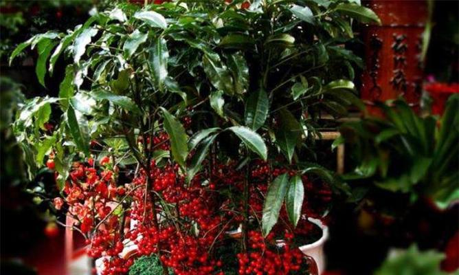 18岁生日送什么花最合适？不同花语代表什么含义？