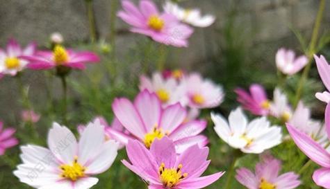 乐观之花(以表示乐观的花为主题的探索和启示) 乐观之花(以表示乐观的花为主题的探索和启示)