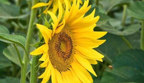 乐观之花(以表示乐观的花为主题的探索和启示) 乐观之花(以表示乐观的花为主题的探索和启示)