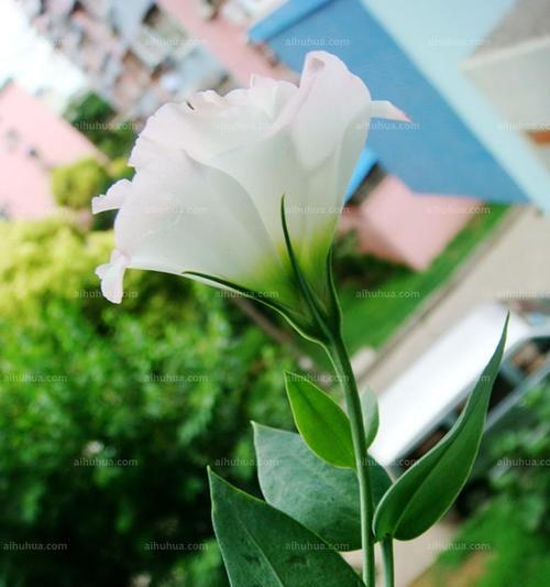 绿色洋桔梗的花语和意义（探究绿色洋桔梗的花语以及它所传达的情感和寓意）