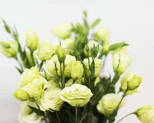 绿色洋桔梗的花语和意义（探究绿色洋桔梗的花语以及它所传达的情感和寓意）